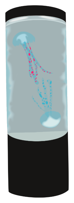 Jellyfish